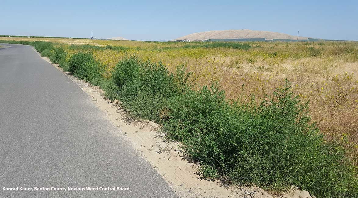 Washington State Noxious Weed Control Board