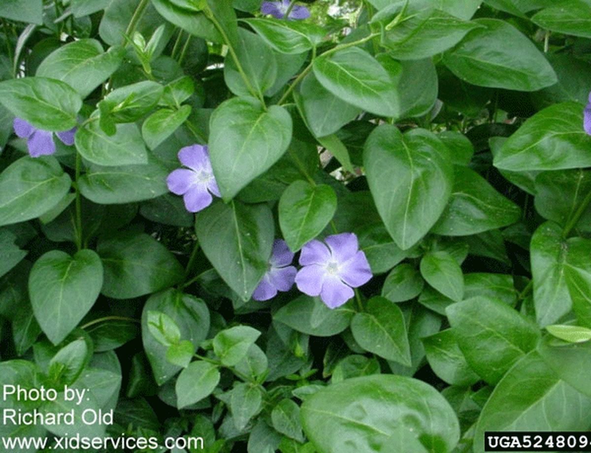 Large Periwinkle Large Periwinkle