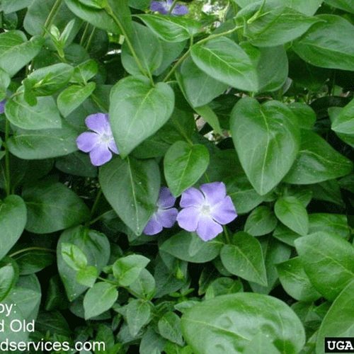 Large Periwinkle