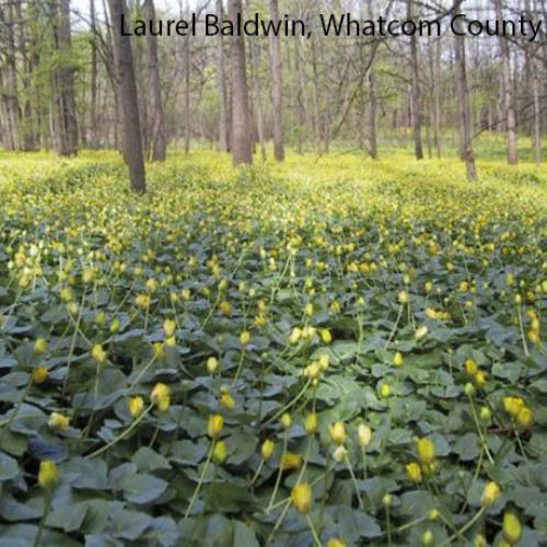 Lesser Celandine