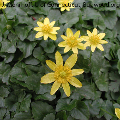 Lesser Celandine