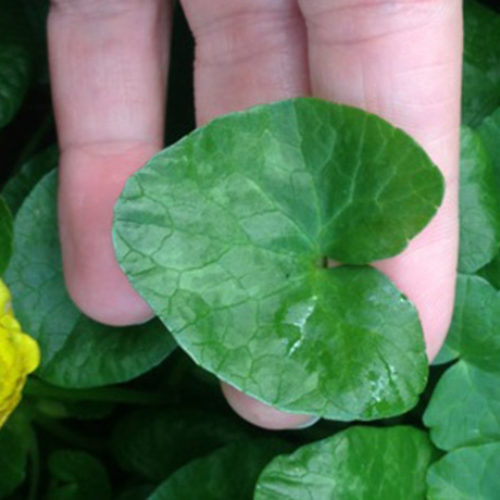 Lesser Celandine