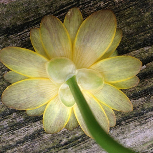 Lesser Celandine