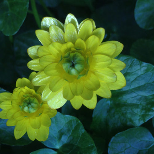 Lesser Celandine