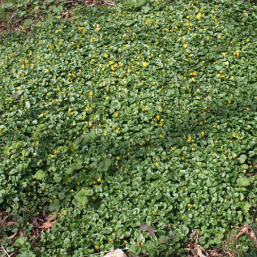 Lesser Celandine