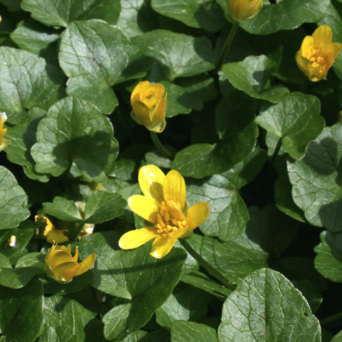 Lesser Celandine