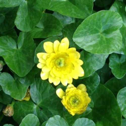 Lesser Celandine