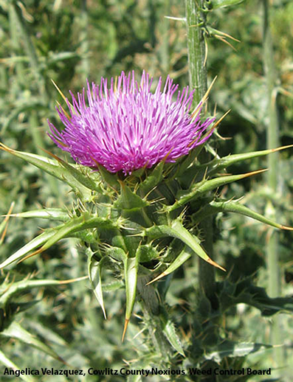 Image of Milk thistle weed free to use