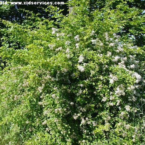 Multiflora Rose
