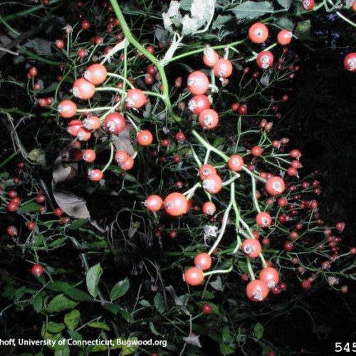 Multiflora Rose