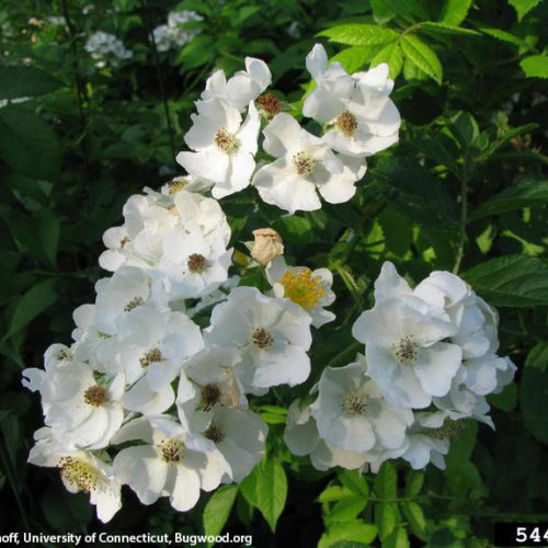 Multiflora Rose