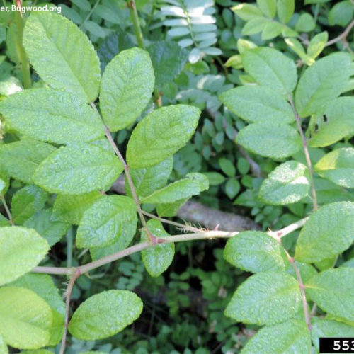 Multiflora Rose