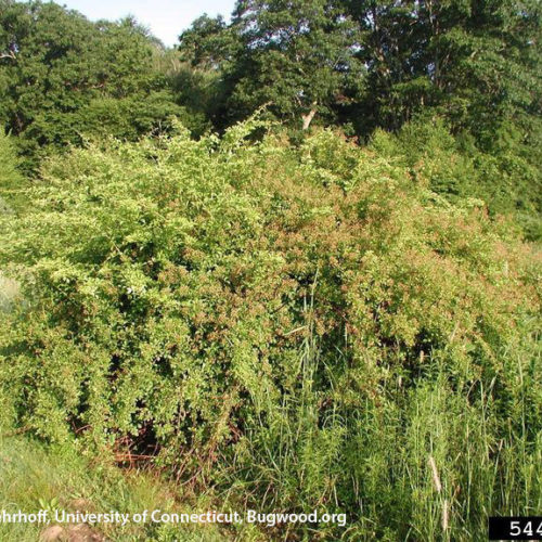 Multiflora Rose