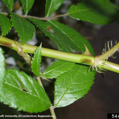 Multiflora Rose