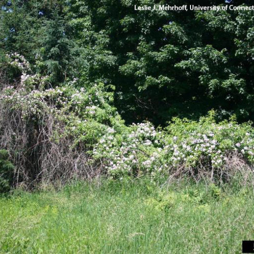 Multiflora Rose