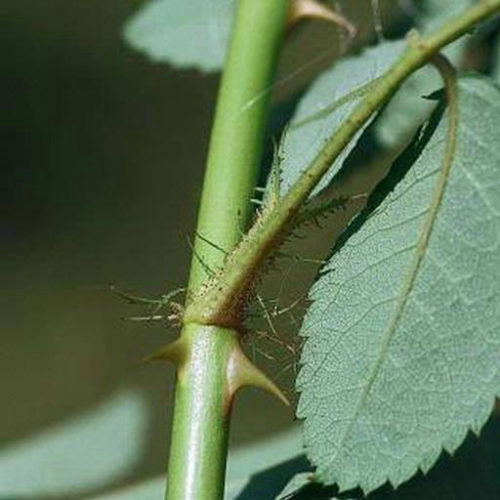 Multiflora Rose