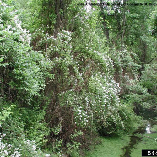 Multiflora Rose