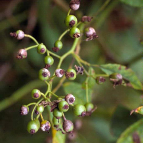 Multiflora Rose