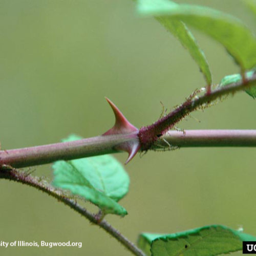 Multiflora Rose