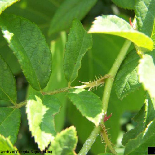 Multiflora Rose