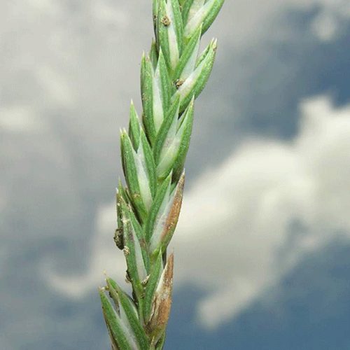 Narrowleaved Crosswort