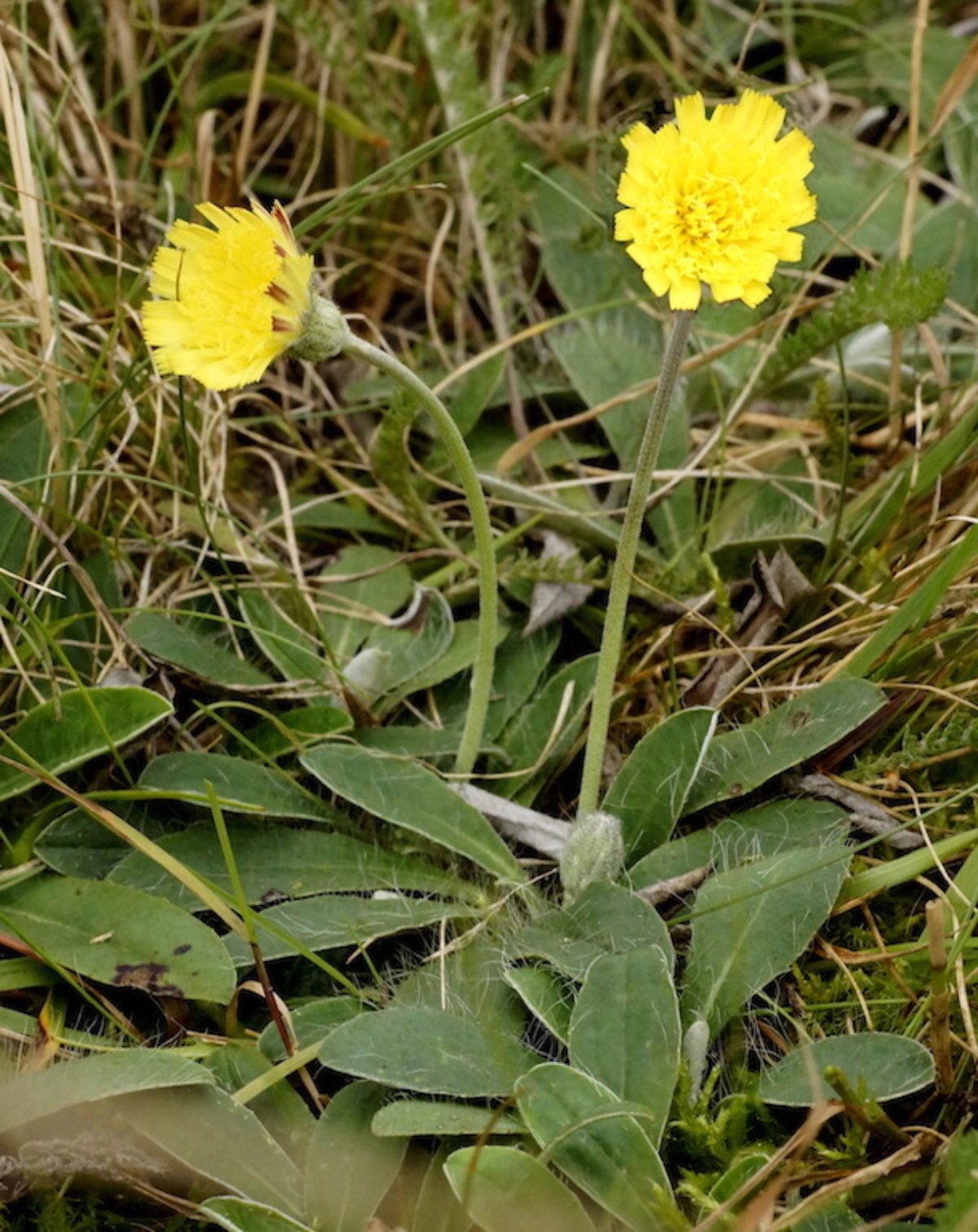 Nonnative Hawkweed Species & Hybrids of Meadow Subgenus Nonnative Hawkweed Species & Hybrids of Meadow Subgenus
