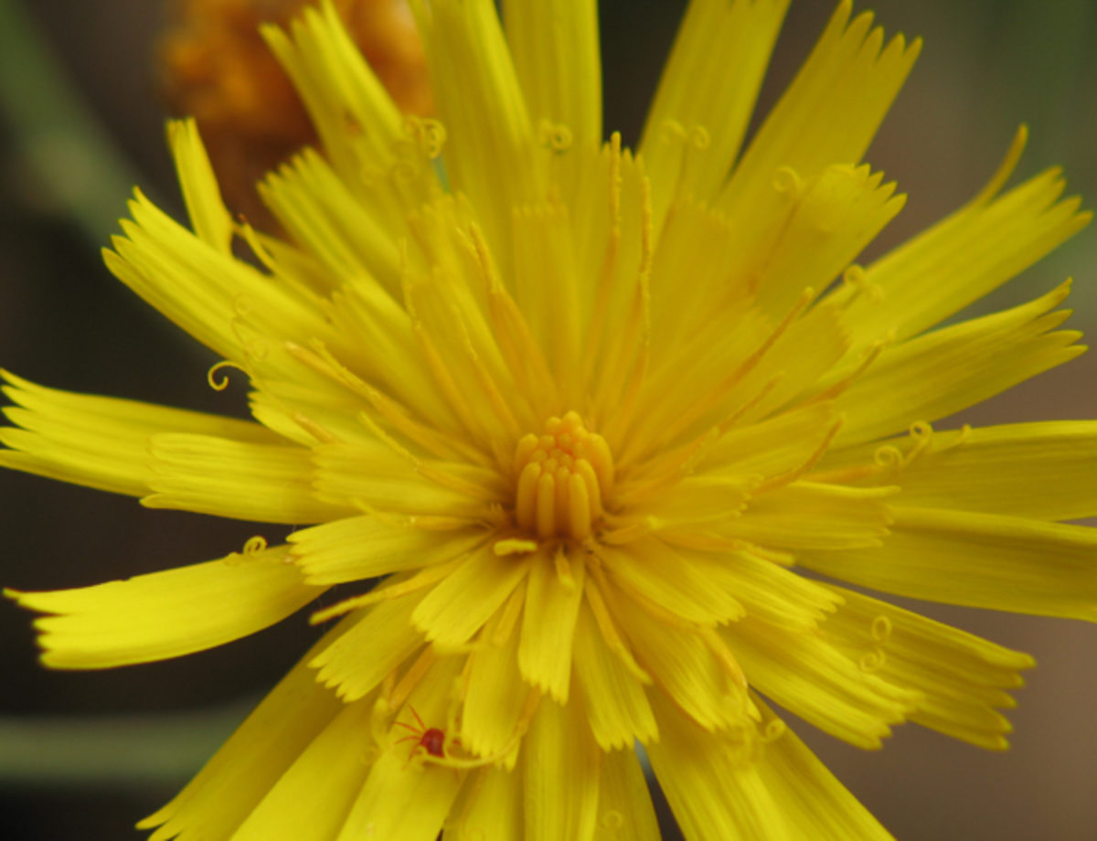 Nonnative Hawkweed Species & Hybrids of Wall Subgenus Nonnative Hawkweed Species & Hybrids of Wall Subgenus