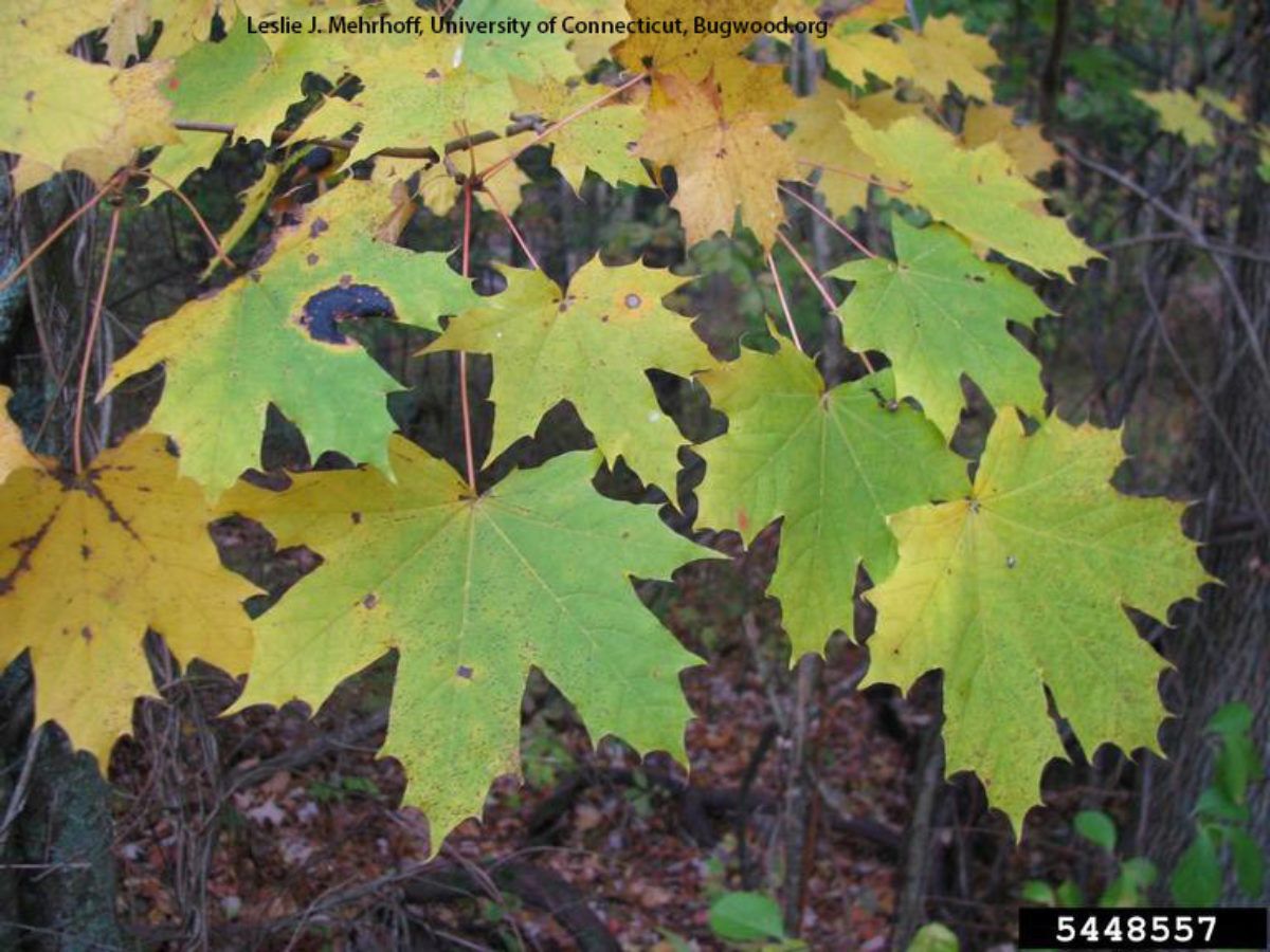 Washington State Noxious Weed Control Board