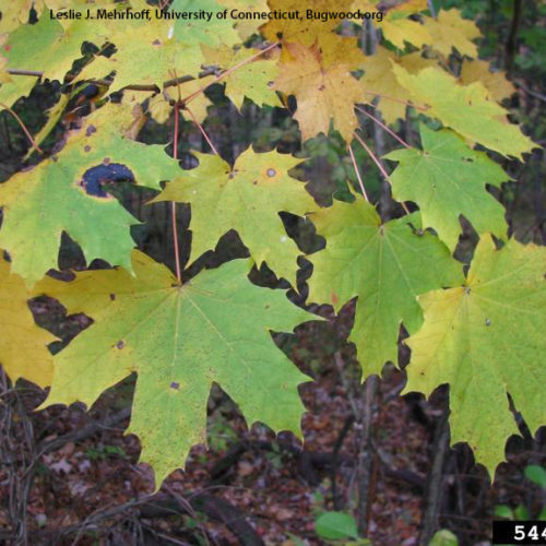 Washington State Noxious Weed Control Board