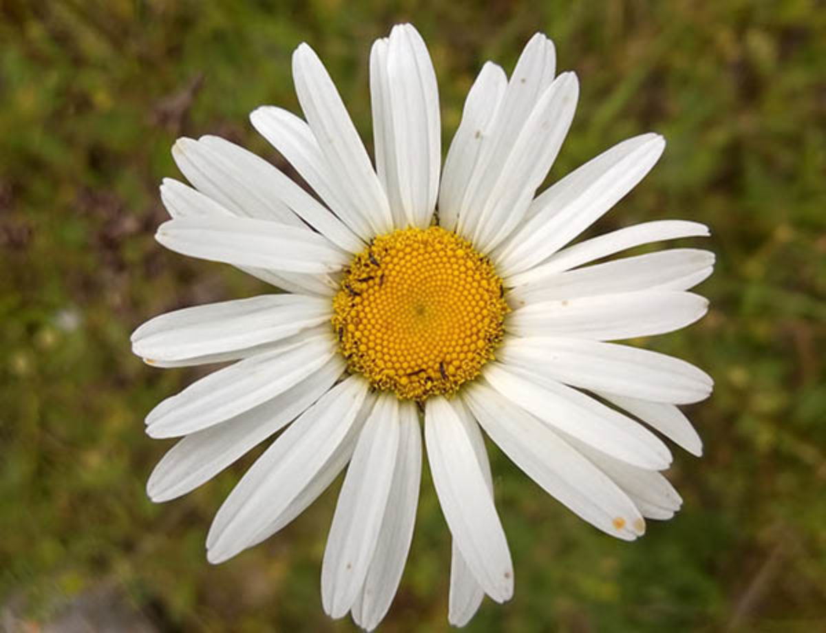 Dealing with Weeds: Common Daisies