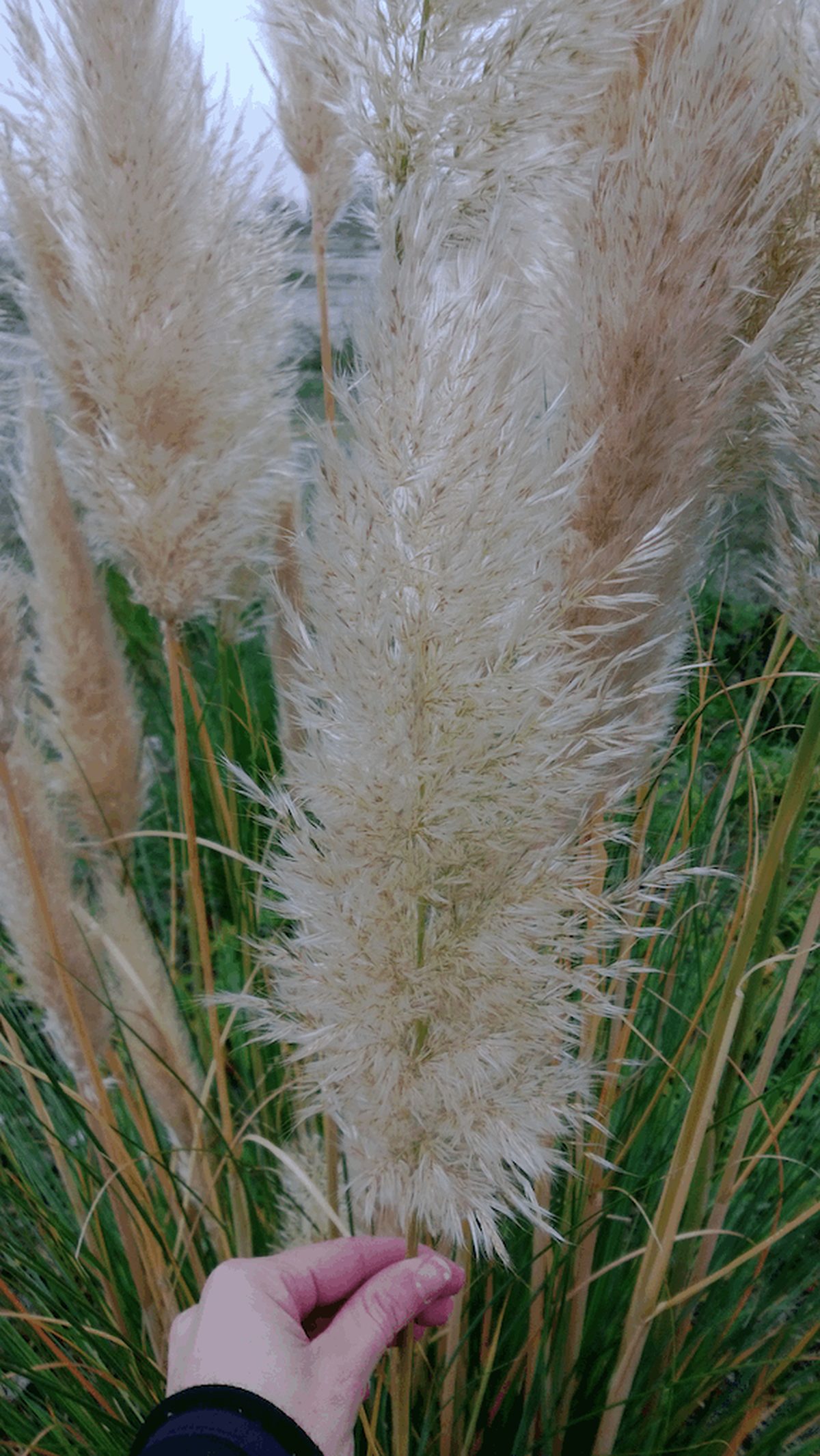 Here's Why You Need to Keep Pink Pampas Grass Out of Your Garden