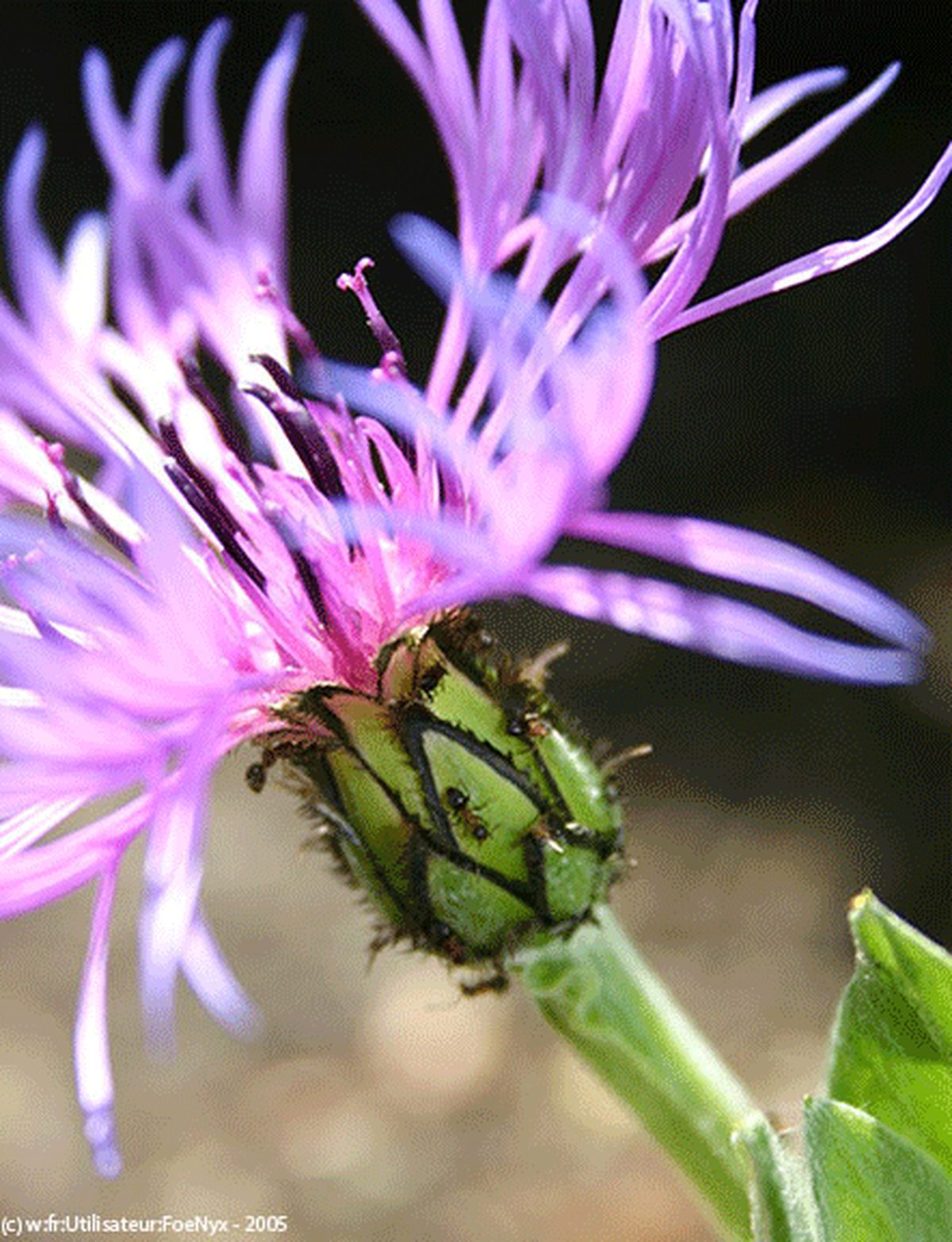 Perennial Cornflower Perennial Cornflower