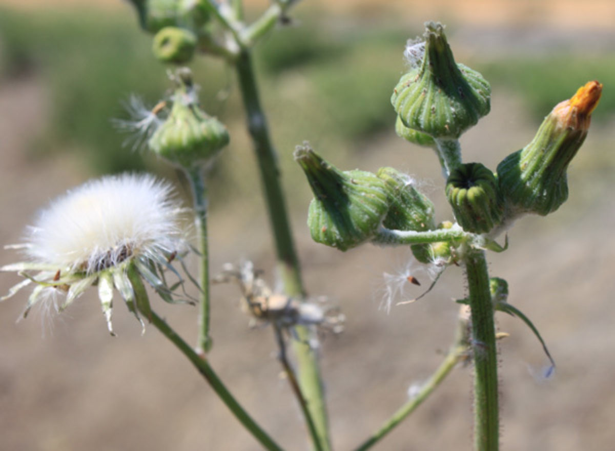 Perennial Sowthistle Perennial Sowthistle