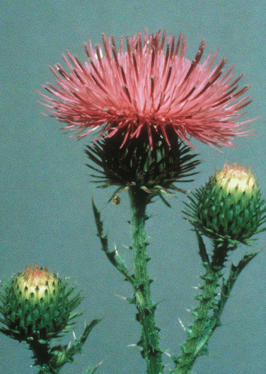 Plant With Thistle Like Flower Head That’s Cooked Best Flower Site