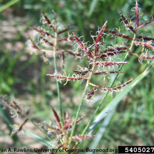 Purple nutsedge