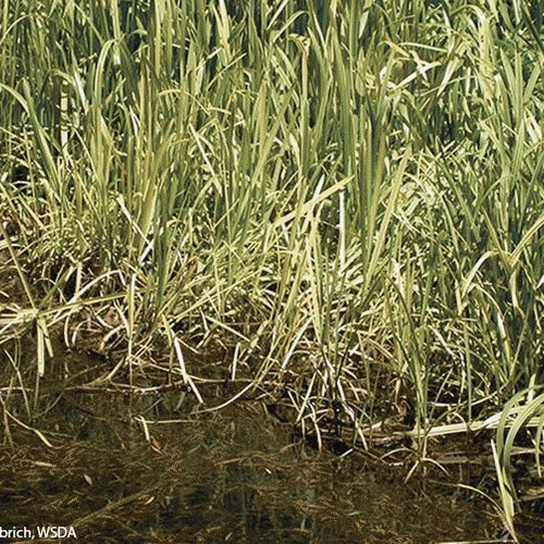 Reed sweet-grass  The Wildlife Trusts