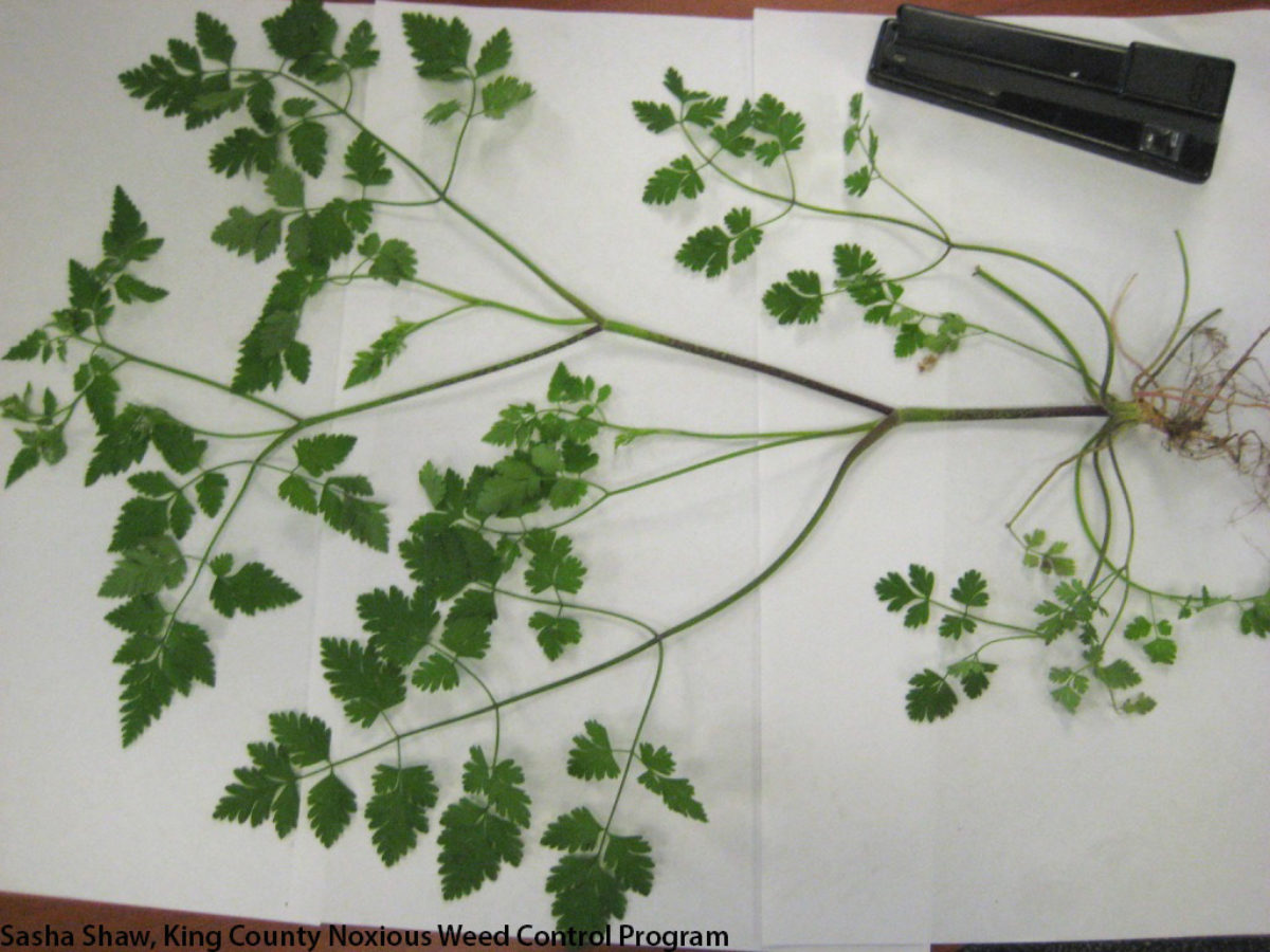 Rough chervil Rough chervil