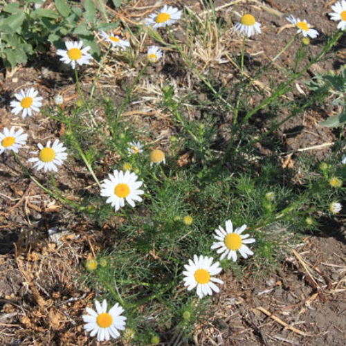 Dealing with Weeds: Common Daisies