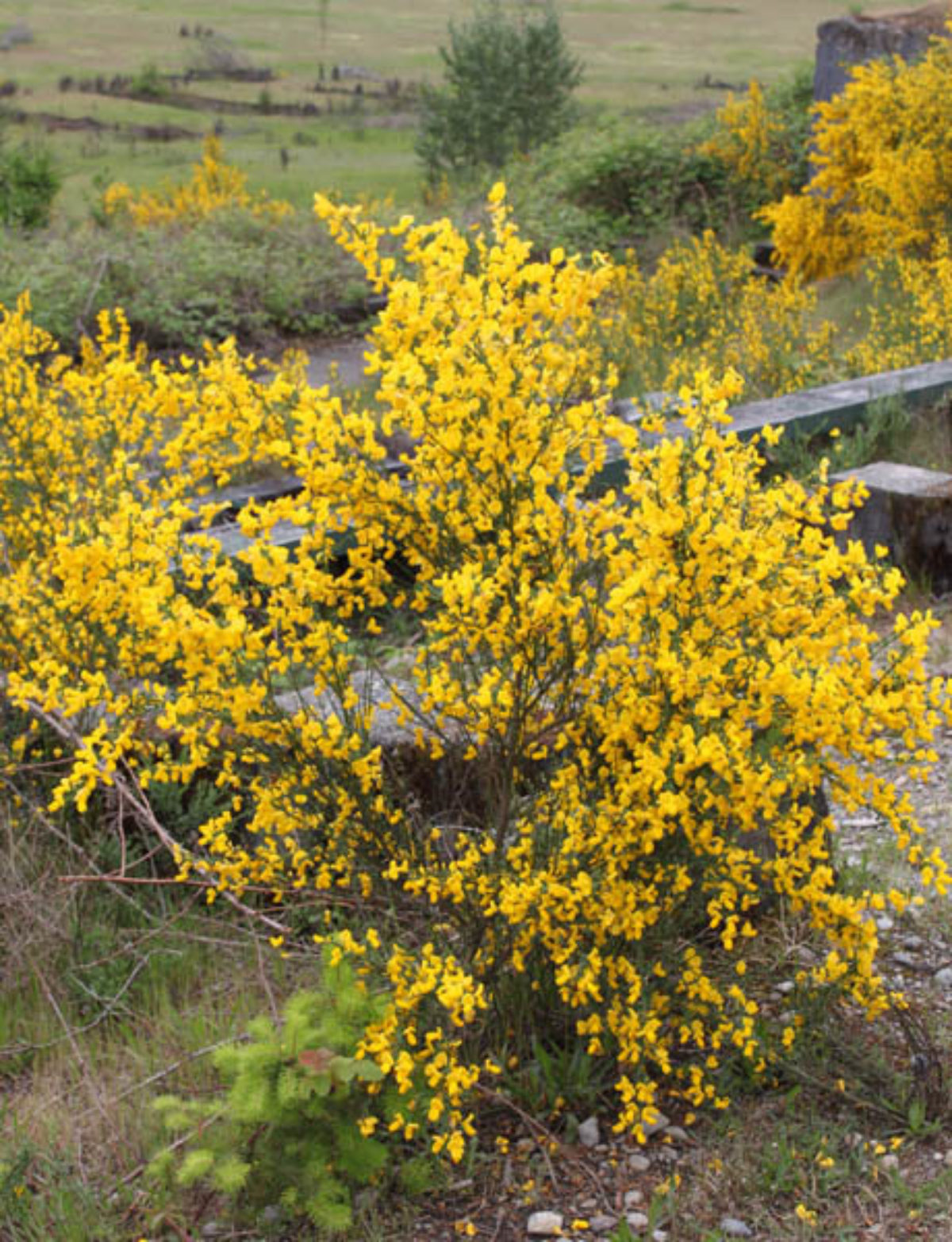 Image of Scotch Broom plant