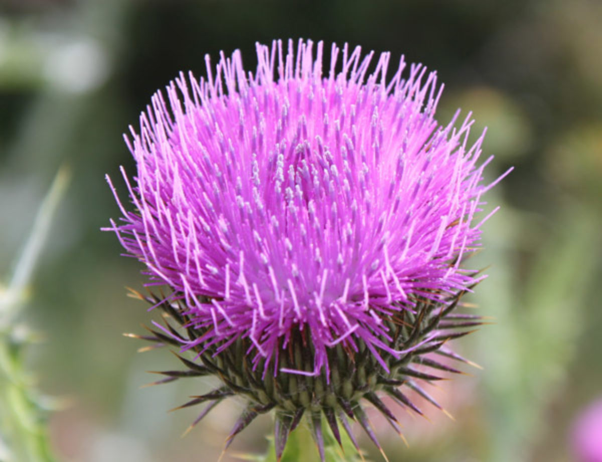 Scotch Thistle Scotch Thistle