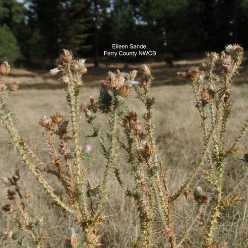 Scotch Thistle
