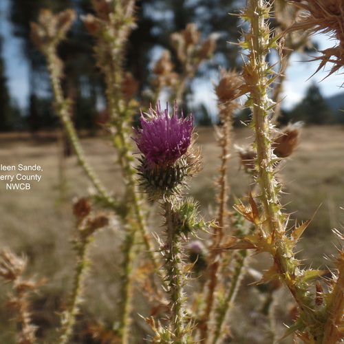 Scotch Thistle