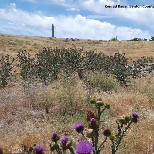 Scotch Thistle
