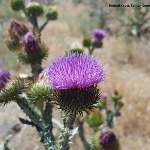 Scotch Thistle