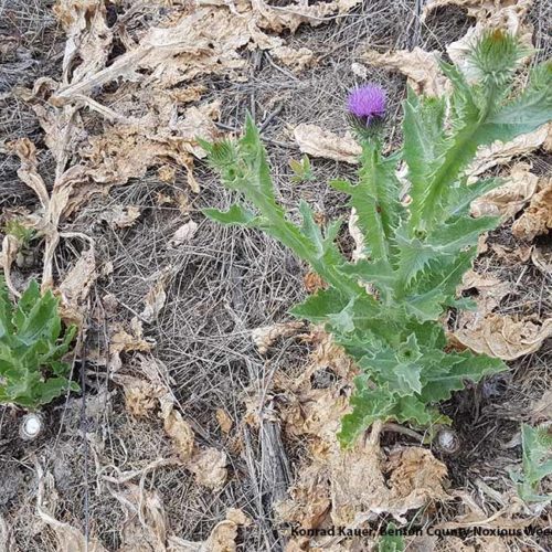 Scotch Thistle