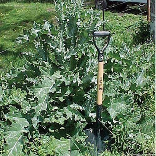 Scotch Thistle