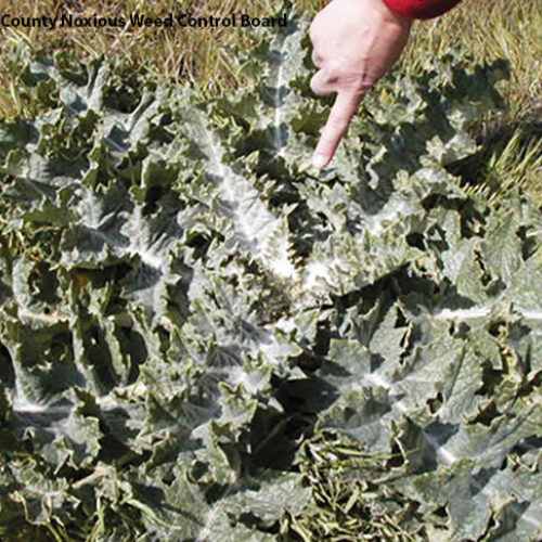 Scotch Thistle