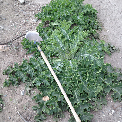 Scotch Thistle