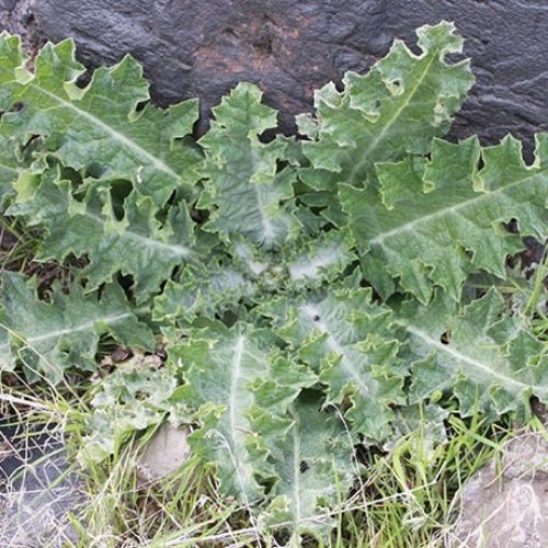 Scotch Thistle