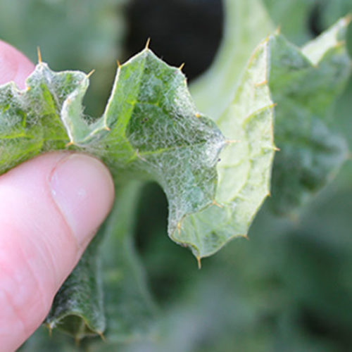 Scotch Thistle